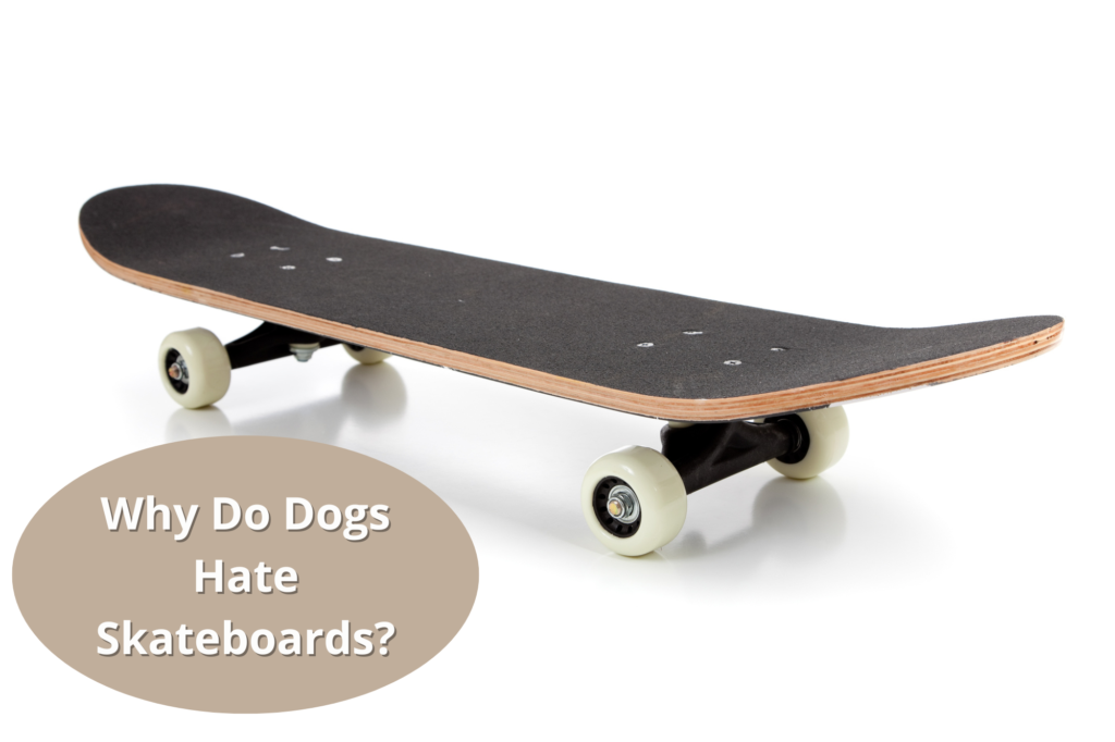 Why Do Dogs Hate Skateboards