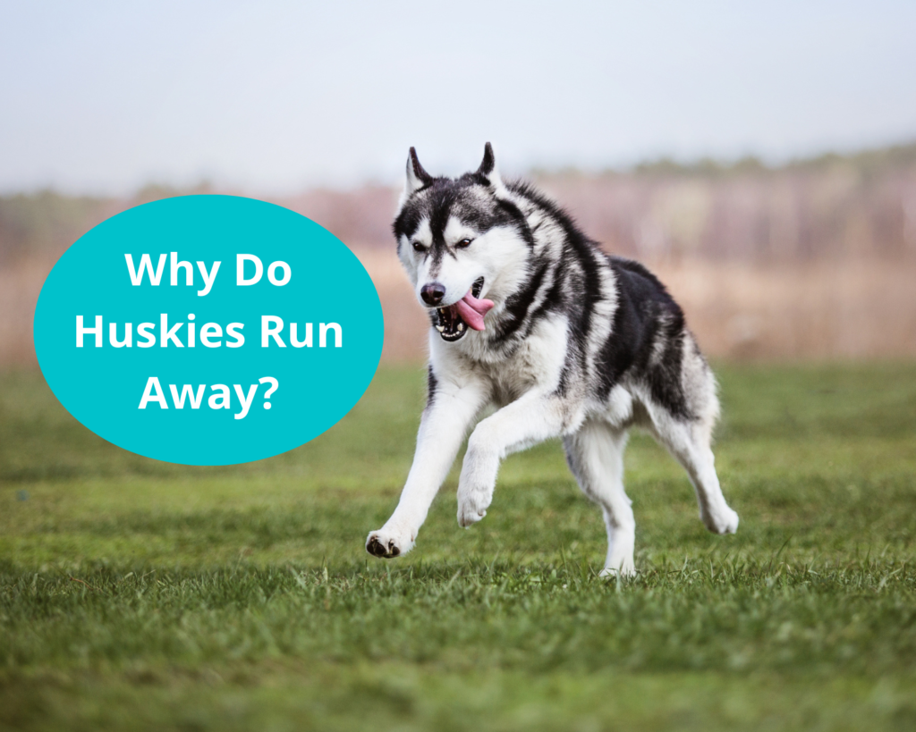 Why Do Huskies Run Away