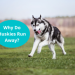 Why Do Huskies Run Away