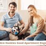 Are Huskies Good Apartment Dogs