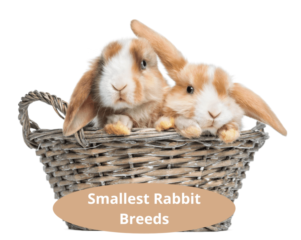 Smallest Rabbit Breeds