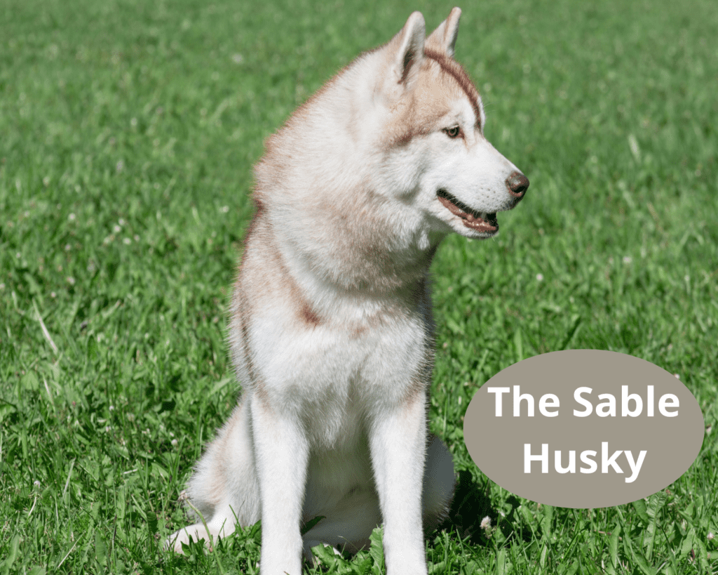The Sable Husky