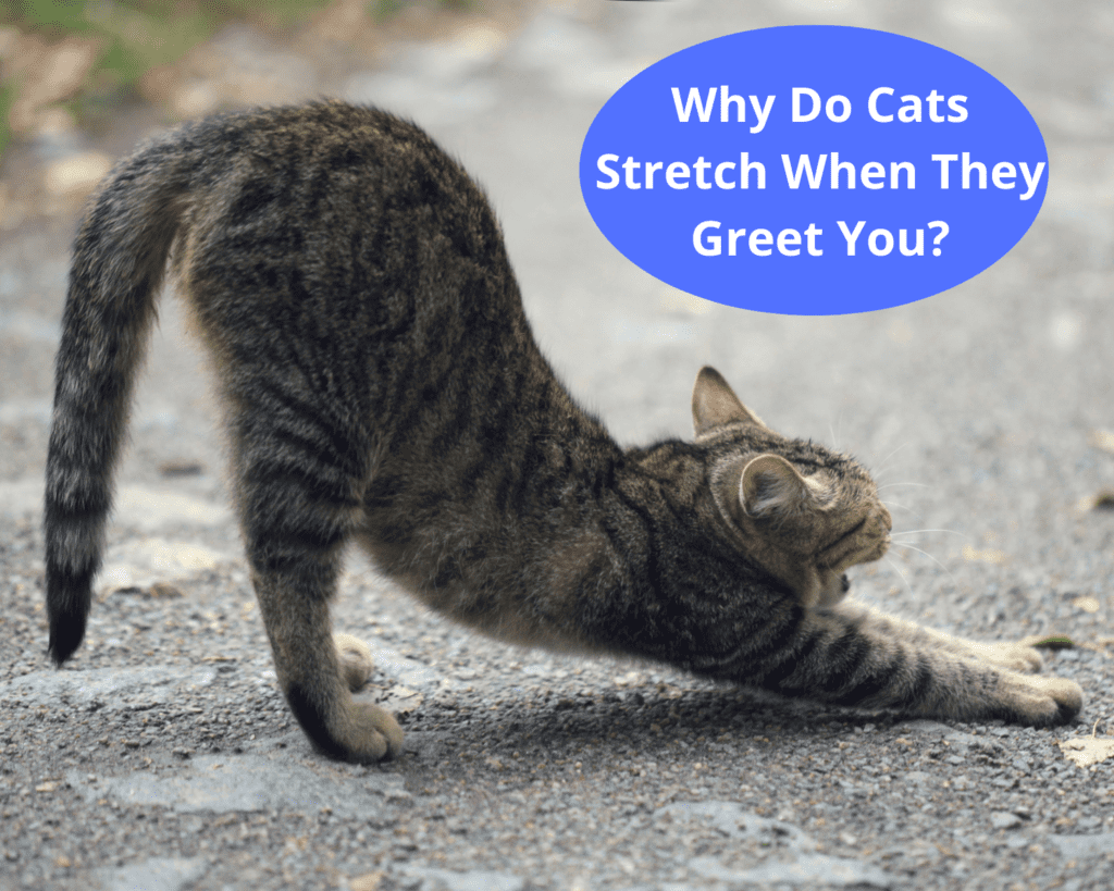 Why Do Cats Stretch When They Greet You