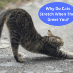Why Do Cats Stretch When They Greet You